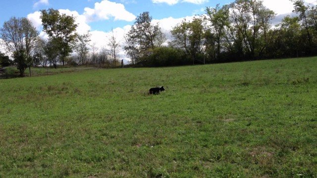 Angus working a flock of sheep