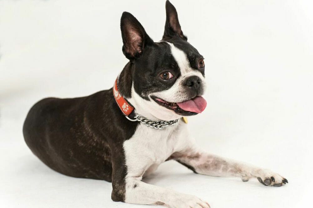 Boston Terrier Dog Breed - Talent Hounds