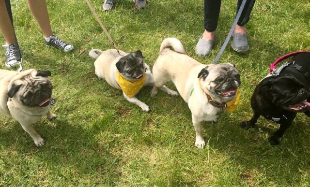 Tuesday the Pug, Edie the Pug, Fishstick and Louie at woofstock