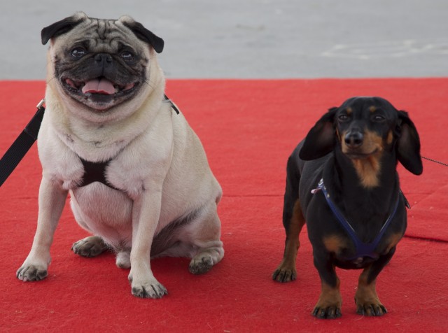 Fishstick and Crusoe the celebrity dachshund at Woofstock