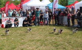 Fishstick in the Pug Race at Woofstock