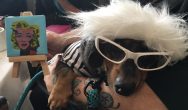 Cute Dog with Sunglasses at Woofstock High Tea