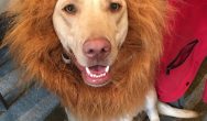 Lion Dog at Woofstock HighTea