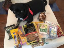 Kilo the Pug enjoying all his swag from sponsors including PetSmart, Bullwrinkles, Vitalife, Purina, Pedigree, PetValu, Lucy Pet Products, Canadian Tire and More. 
