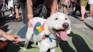 Baxter one of the dogs of pride