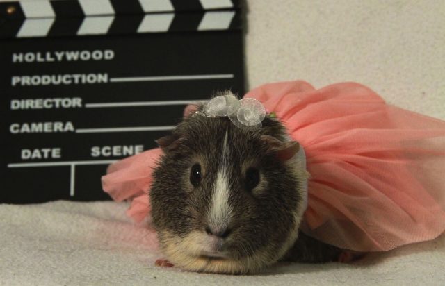 Princess Darla the guinea pig is a star