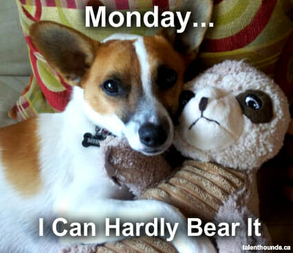 I Can Hardly Bear It Monday Dog Meme - Talent Hounds