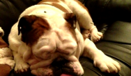 bulldog sleeping