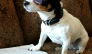 Lulu the Jack Russel reading a book