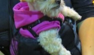 terrier in pink jacket