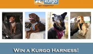 Kurgo dog accessories