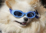 white dog with googles close up