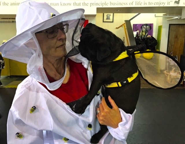 photos-from-the-best-halloween-party-just-for-pugs-pugoween-2016-Costume bee-bee-keeper-3