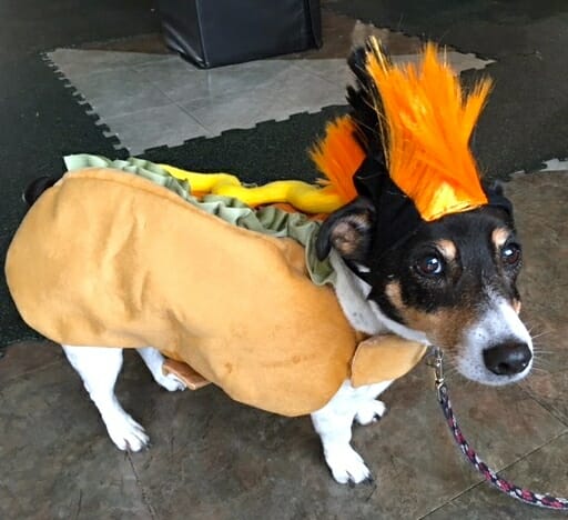 Halloween-party-Sweetie the JRT as a hot-dog