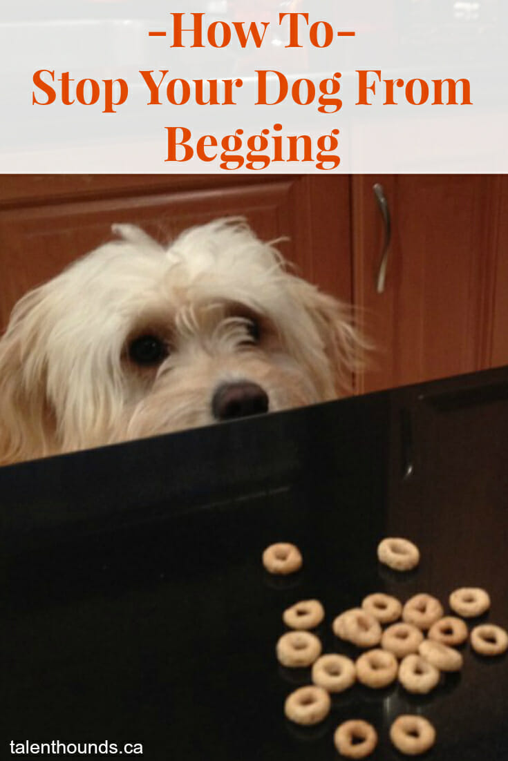 How To Stop Your Dog From Begging At The Dinner Table