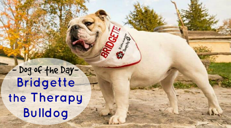 are bulldogs good therapy dogs