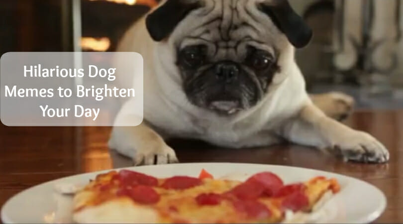 This video compilation of the best dog memes is sure to