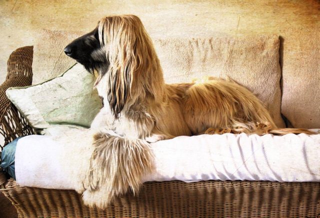 Afghan Hound