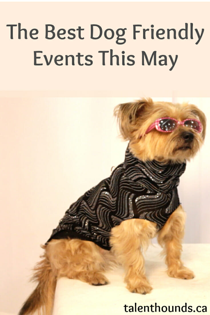 The Best Dog-Friendly Events For May 2017 - Talent Hounds