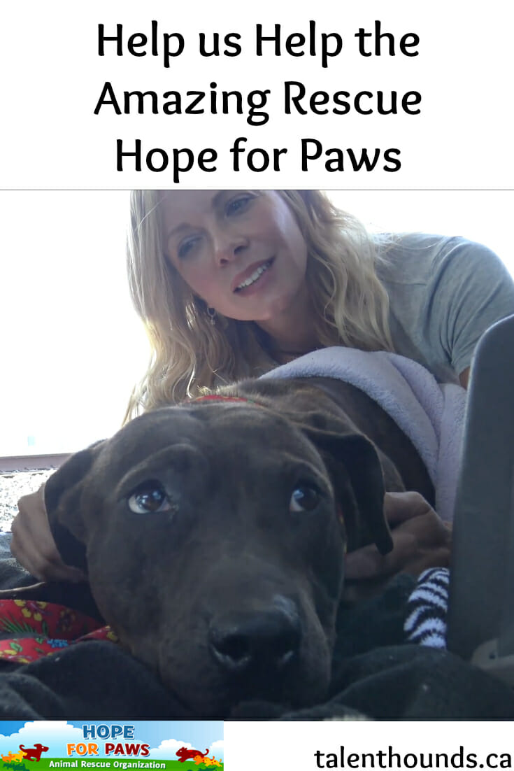 Help the amazing team at Hope For Paws save rescue dogs in need