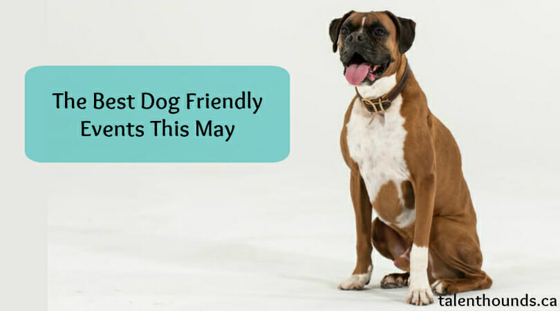 The Best Dog-Friendly Events For May 2017 - Talent Hounds