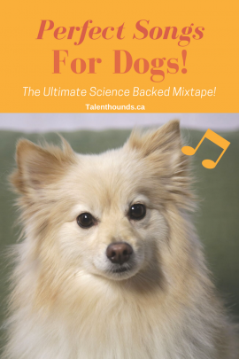 What Music will Relax Your Dog - Talent Hounds