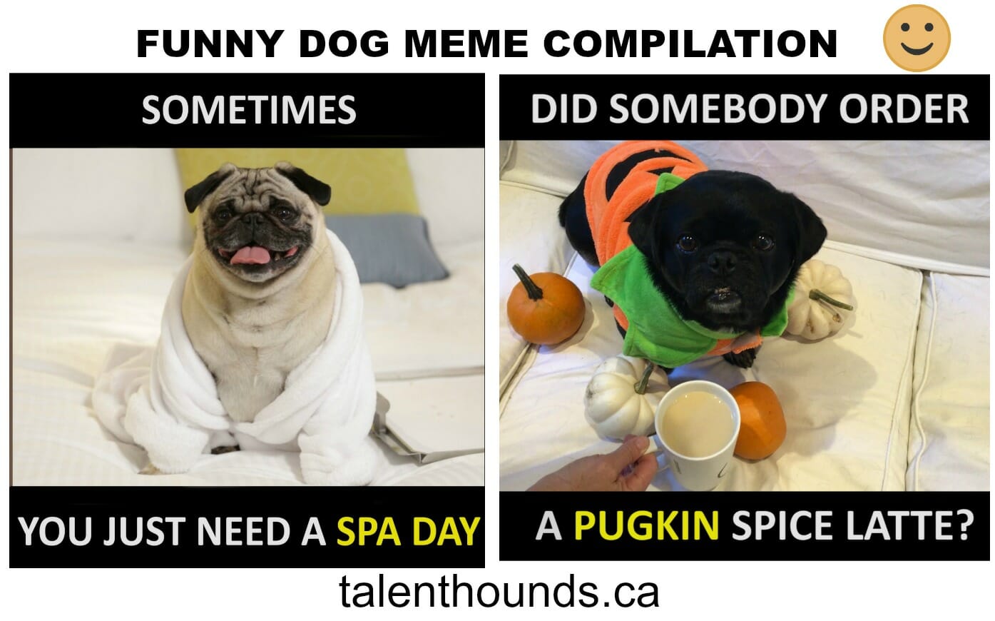 Try Not To Laugh At This Funny Dog Meme Compilation Video Talent