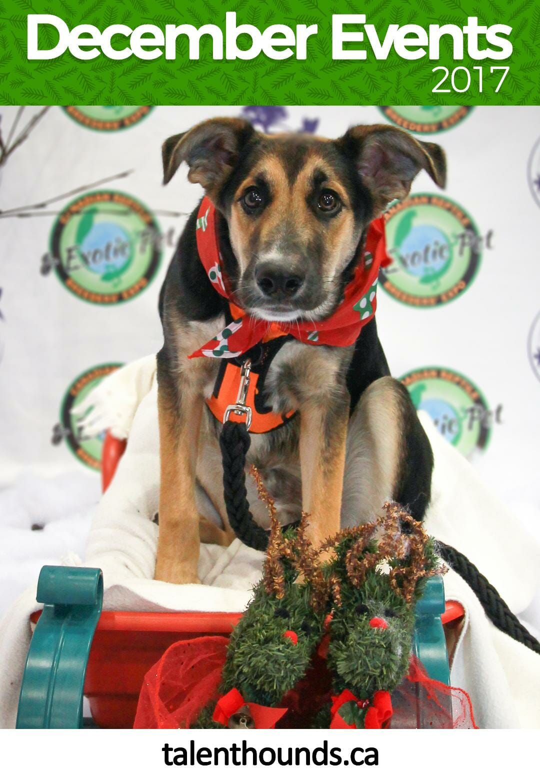 Dog-friendly December 2017 Events - Talent Hounds