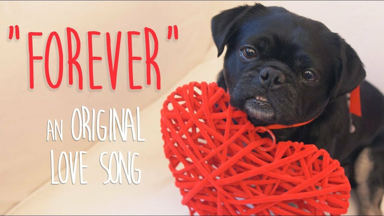 "Forever" Finalist for BlogPaws Best Pet Video of the Year Award