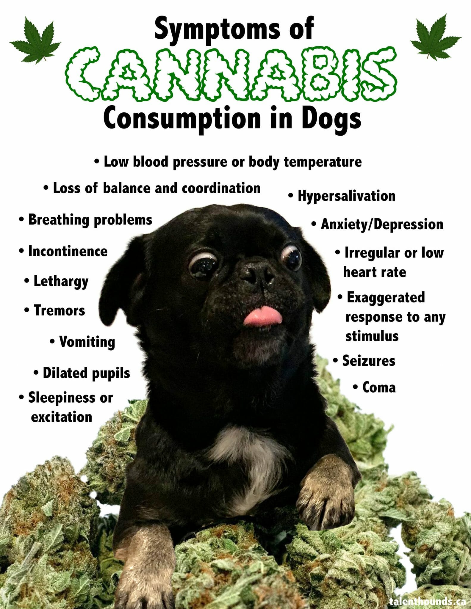 How to tell and what to do if your dog eats weed? - Talent Hounds