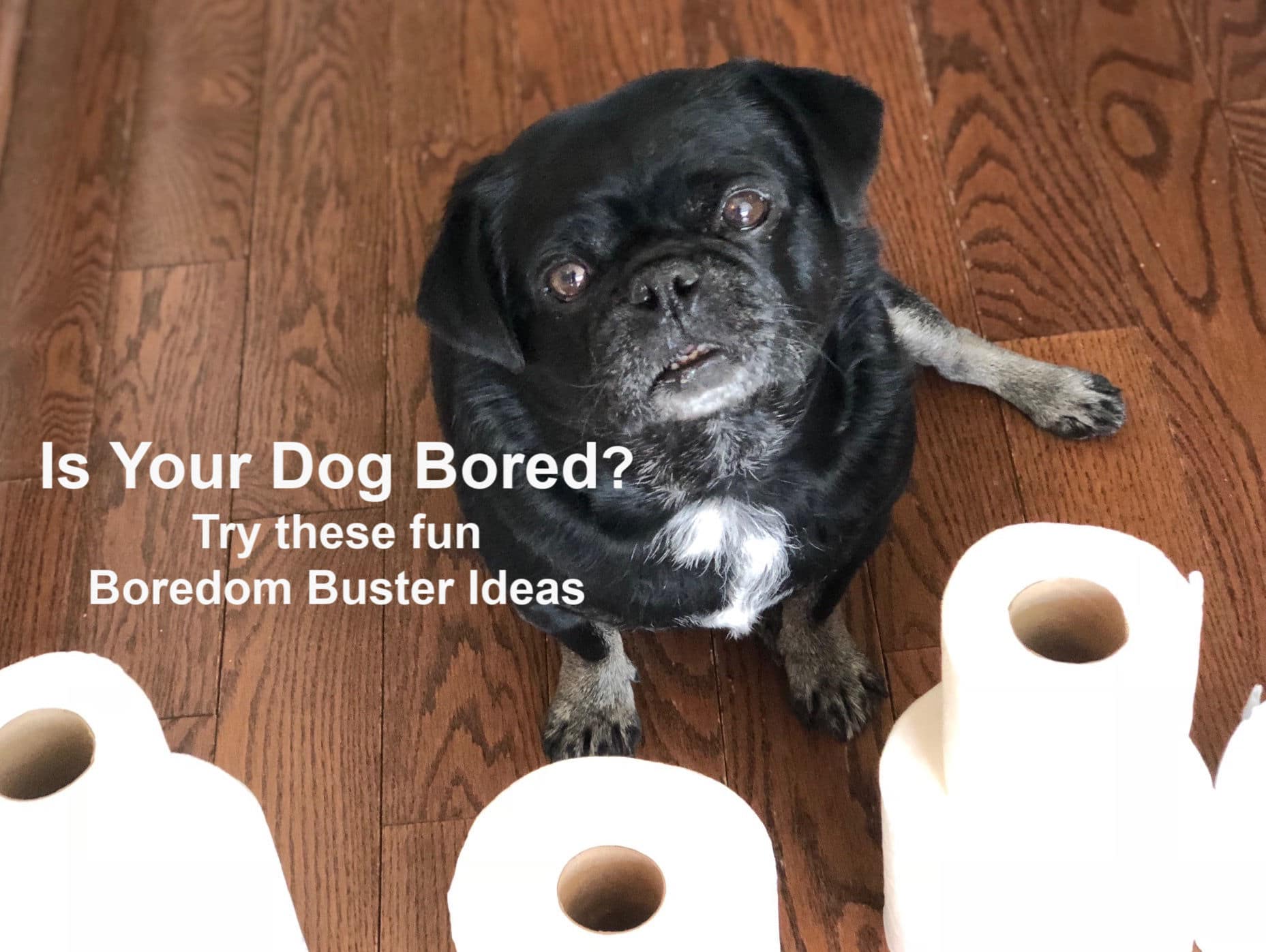 Boredom Buster Ideas for Your Dog : 15 Activities For Your Dog